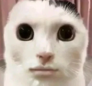 😐 emoji کاکا بروکلی ۲ Telegram sticker 17 of 120