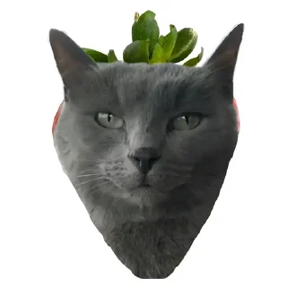 🌟 emoji Catto Telegram sticker 17 of 18