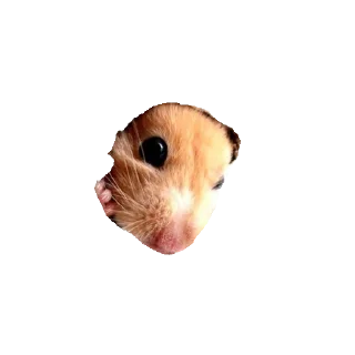 🐹 emoji Хомяки Telegram sticker 14 of 30