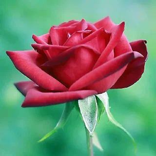 🌹 emoji أفلح من صلى على محمد وال محمد Telegram sticker 20 of 84