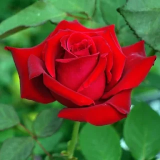 🌸 emoji أفلح من صلى على محمد وال محمد Telegram sticker 13 of 84