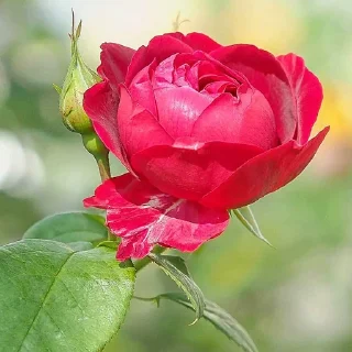 🌸 emoji أفلح من صلى على محمد وال محمد Telegram sticker 10 of 84