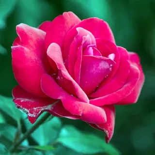 🌷 emoji أفلح من صلى على محمد وال محمد Telegram sticker 8 of 84