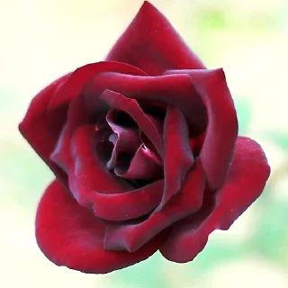 🌹 emoji أفلح من صلى على محمد وال محمد Telegram sticker 21 of 84
