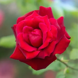 🌹 emoji أفلح من صلى على محمد وال محمد Telegram sticker 23 of 84