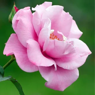 🌷 emoji أفلح من صلى على محمد وال محمد Telegram sticker 6 of 84
