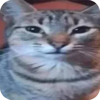 🐱 emoji Stickers del chaval 3.0 Telegram sticker 11 of 75