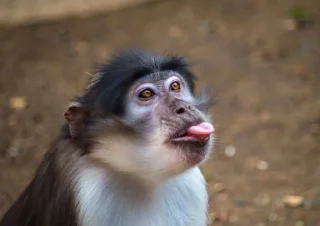 Sticker from Monkey