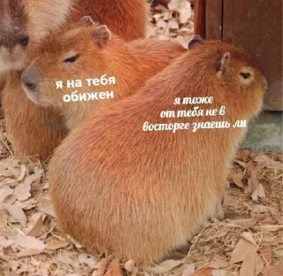Sticker from Капибары :: @IbremMiner837