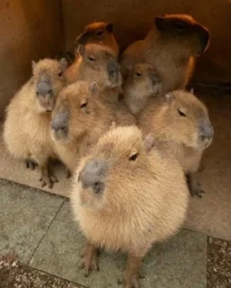 👨‍👩‍👧‍👦 emoji Capybara Telegram sticker 7 of 15