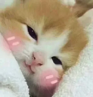 🙈 emoji 哈哈 Telegram sticker 6 of 87