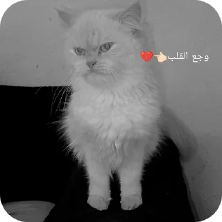 🐱 emoji @revuxor4 العشوائيه 3 Telegram sticker 2 of 120