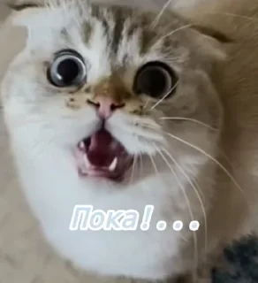 🌟 emoji Лёлик💗💖💘 Telegram sticker 14 of 15