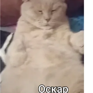 💅 emoji Мирного рішення не буде Telegram sticker 8 of 11