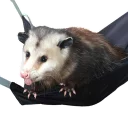 😛 emoji REAL Poss Stickers Telegram sticker 21 of 34