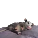 😴 emoji REAL Poss Stickers Telegram sticker 24 of 34