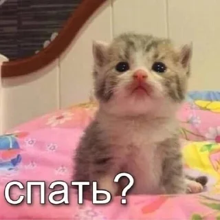 🐈‍⬛ emoji картинки с котятами Telegram sticker 12 of 42