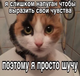 🐈‍⬛ emoji картинки с котятами Telegram sticker 10 of 42