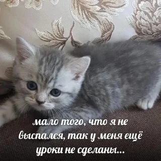🐈‍⬛ emoji картинки с котятами Telegram sticker 15 of 42