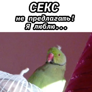 🦜 emoji Яналисы лучши Telegram sticker 18 of 80