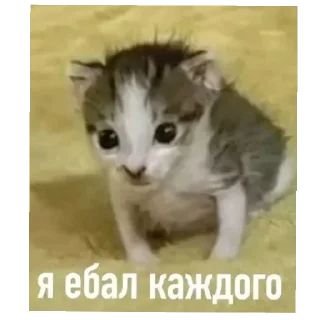 🌟 emoji ну всє пізда @atdawn11 Telegram sticker 22 of 81
