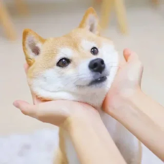 ❤️ emoji ته خنده ای بی ابرو Telegram sticker 23 of 73