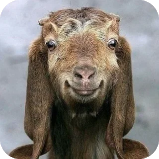 🐐 emoji @GODUSOPP008 Telegram sticker 13 of 41