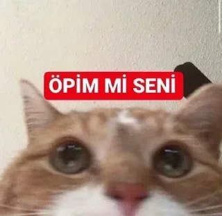 😘 emoji KISNAC LAN KISKANÇ DEĞİL Telegram sticker 6 of 44