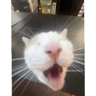 😄 emoji Жоски коты Telegram sticker 5 of 9