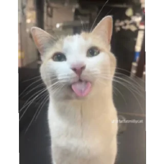 😄 emoji Жоски коты Telegram sticker 7 of 9