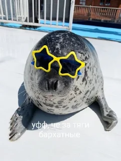 😶 emoji Тялени Telegram sticker 7 of 14