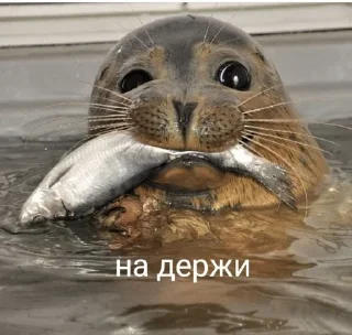 💞 emoji Тялени Telegram sticker 13 of 14