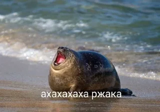 🤣 emoji Тялени Telegram sticker 11 of 14