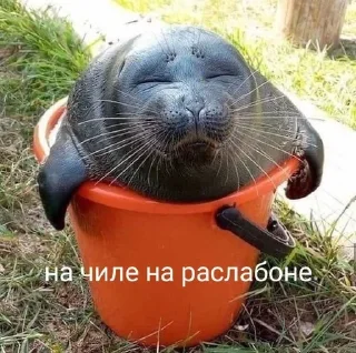 🥰 emoji Тялени Telegram sticker 5 of 14