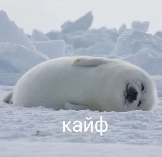 😘 emoji Тялени Telegram sticker 8 of 14