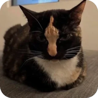 🫥 emoji Люблю тебя 🫶🏻 Telegram sticker 13 of 23
