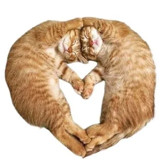🩷 emoji kitties in love :: Telegram sticker 9 of 68