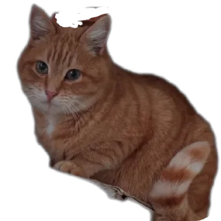 😀 emoji ТроллРолл Telegram sticker 23 of 24