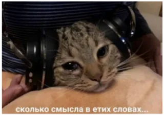😿 emoji очко бабки Telegram sticker 8 of 95