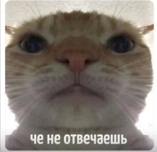 🤨 emoji Люблю  котю💗 Telegram sticker 16 of 81