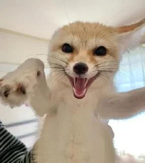 🌟 emoji Foxies Telegram sticker 19 of 120