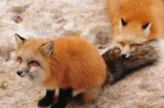 🌟 emoji Foxies Telegram sticker 13 of 120