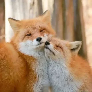🌟 emoji Foxies Telegram sticker 8 of 120
