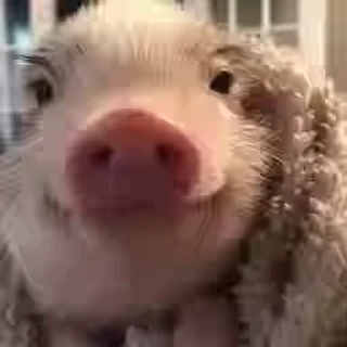 🐽 emoji @Hackintush's Pack 2 (Video) Telegram sticker 12 of 56