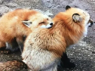 🌟 emoji Foxies Telegram sticker 22 of 120