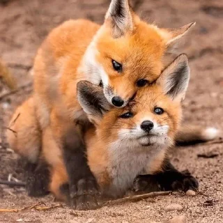 🌟 emoji Foxies Telegram sticker 15 of 120