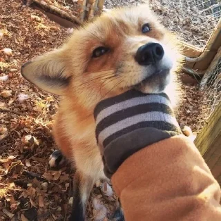🌟 emoji Foxies Telegram sticker 16 of 120