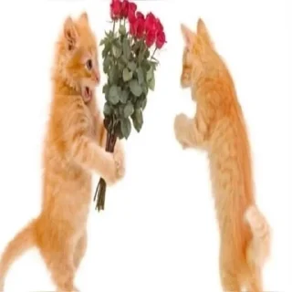 🩷 emoji kitties in love :: Telegram sticker 11 of 68