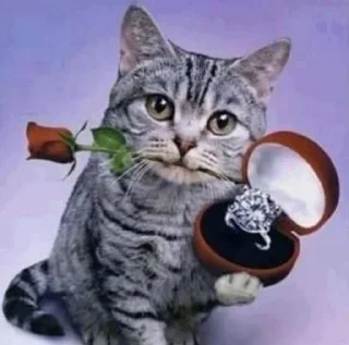 🩷 emoji kitties in love :: Telegram sticker 5 of 68