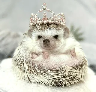 🌟 emoji ✨Hedgehogs✨(⁠◍⁠•⁠ᴗ⁠•⁠◍⁠)⁠✧⁠*⁠。 Telegram sticker 14 of 37